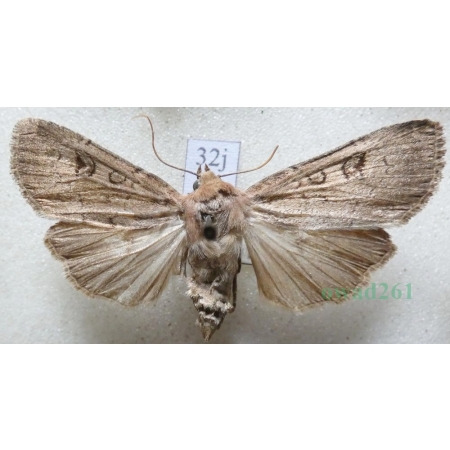 Graphiphora augur (Fabricius, 1775) Rolnica wróżebnica Czech32j